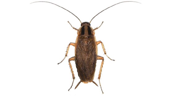 Cockroach Solutions at Ecolab Commercial Pest Control for Cockroaches