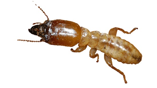Overhead view of a single termite with large mandibles and stout legs for commercial termite elimination services.