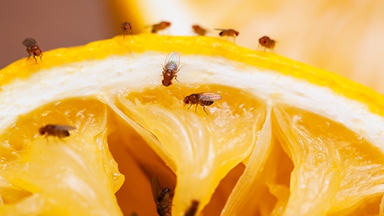 Fruit flies on an orange.