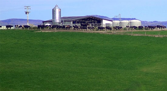 Barn and Cows on Dairy Farm