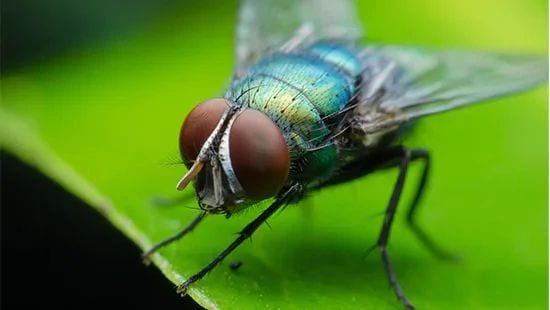 Large fly control - Large fly on a green background