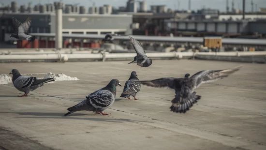 Pigeon - Ecolab Commercial Pest Control for Birds
