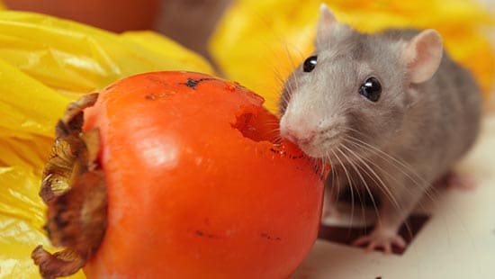 Food Safety against rodents 