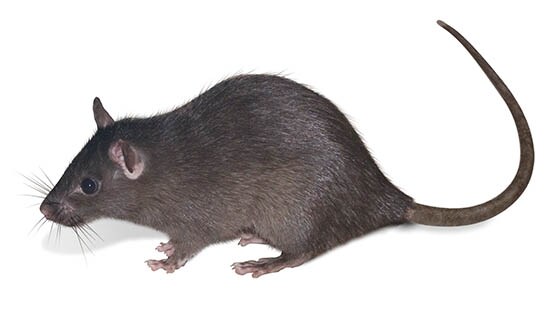 THE ROOF RAT (RATTUS RATTUS) is a common type of rodent THE ROOF RAT (RATTUS RATTUS) is a common type of rodent